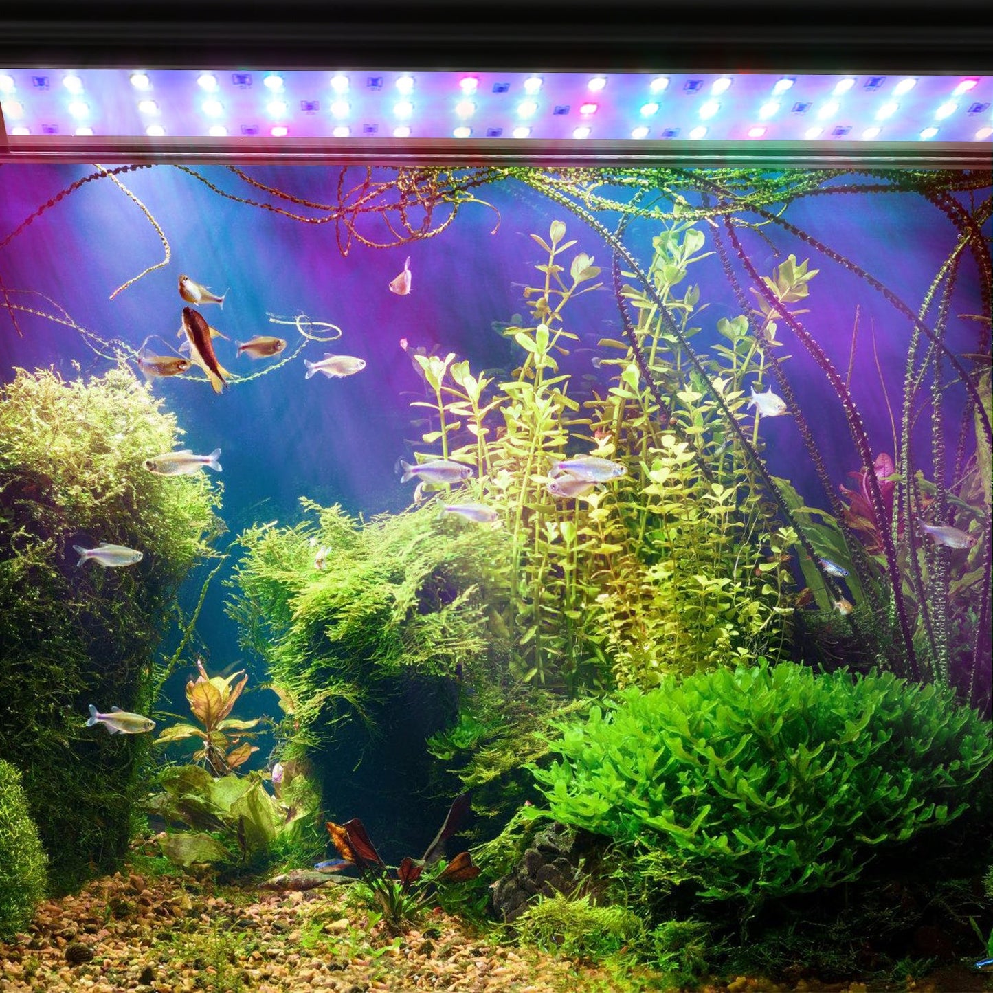 Hengda Aquarium LED Beleuchtung RGB Vollspektrum | Dimmbare Aquarium Lampe mit Ausziehbarer Halterung | LED Aquariumleuchte für Süßwasser- & Meerwasser-Aquarien